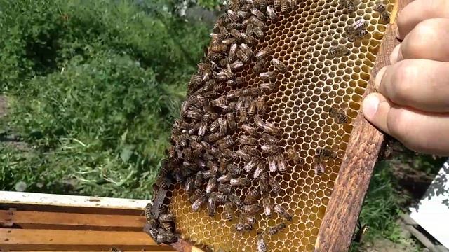 Майский мед 2021 пошел в магазины.До цветения акации еще более недели. смотреть онлайн