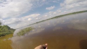 Как найти ракушку (Unio pictorum)  перловицу беззубку речные мидии на реке, видео rybachil.ru