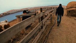 Погрузка бычков симментальской породы на откорм. Дезинфекция скотовоза.