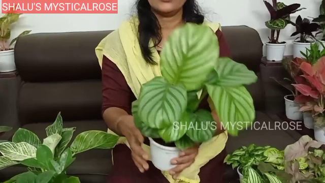 AGLONIMA/ÇALATHEA/ SYNGONIUM/ PHILODENDRON/ ZZ PLANT/ COMBO OFFER/ INDOOR PLANTS/ ONLINE PLANTS смотреть онлайн