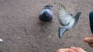Приручить голубя