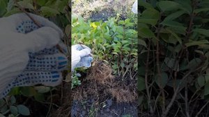 Полное разочарование в гортензии "Touch of Pink"