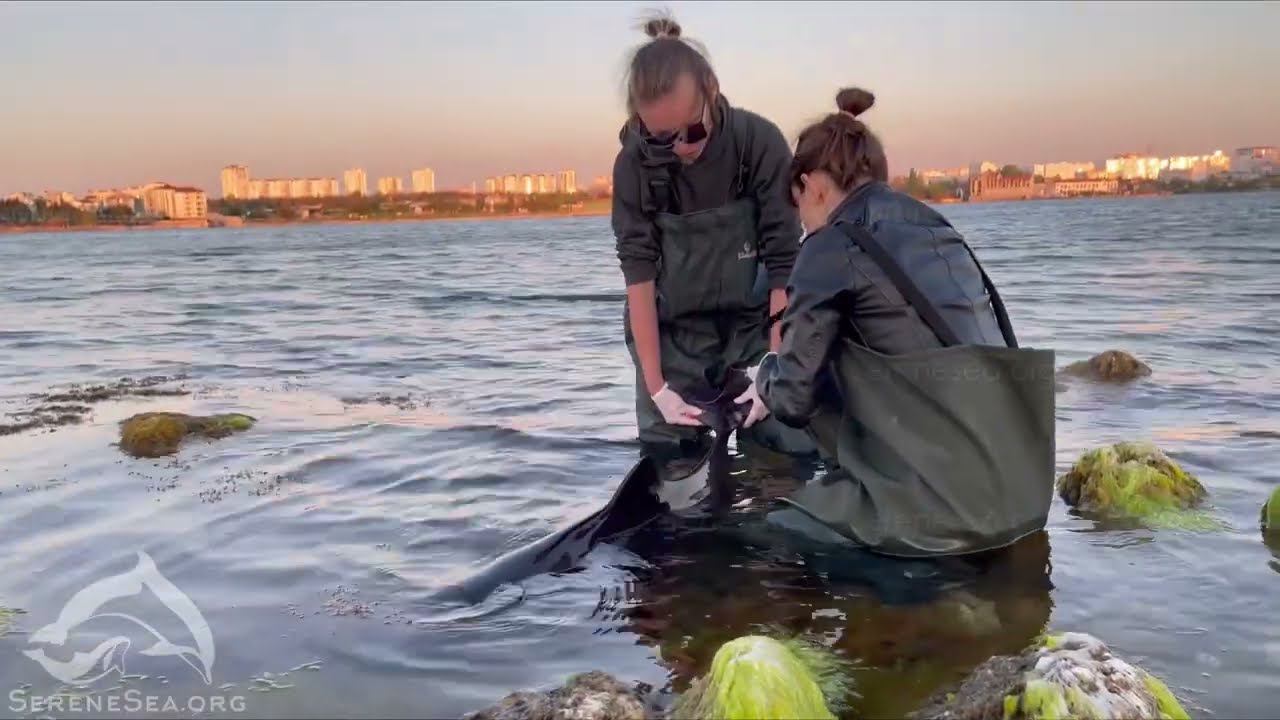 День из жизни "Безмятежного моря": как спасают дельфинов в Крыму смотреть онлайн