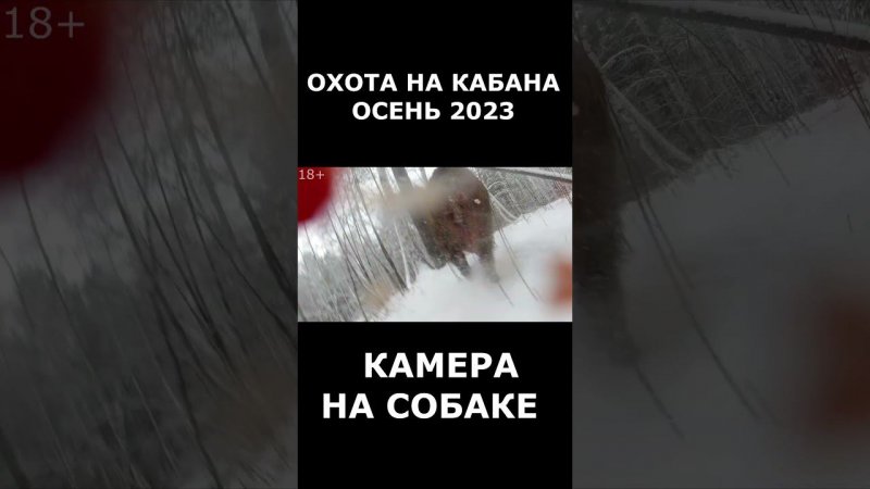 СОБАКА преследует КАБАНА. Жесткая охота!