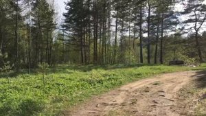 Участок в д. Голубово, Псковская область