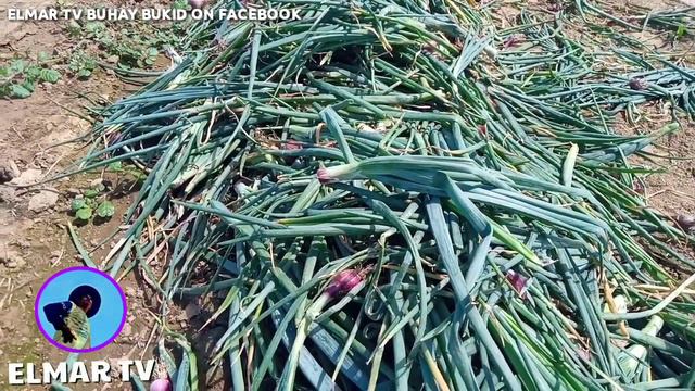 🔴200K ANG PUHUNAN 1.8 MILLION ANG NAPAGBENTAHAN (RED ALLIUM) PRICE UPDATE SIBUYAS смотреть онлайн