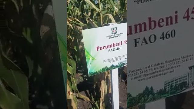 семена кукурузы Малдова оптом теперь в Узбекистане. обращайтесь Марат +998970338228 смотреть онлайн