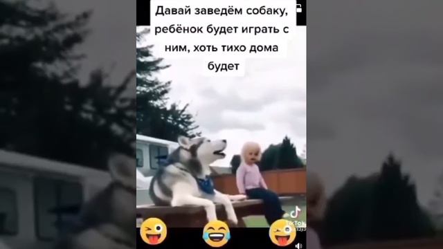 Давай заведём собаку