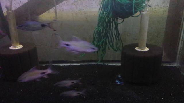 Dawkinsia filamentosa смотреть онлайн