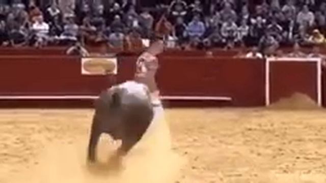 Четко ушёл от быка смотреть онлайн