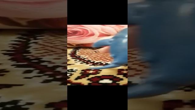 Мялка акула с ногой.