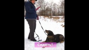 Тренировка собаки из приюта. Разучиваем простые команды.