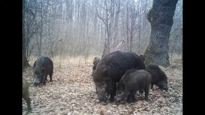 ЧЕРНОБЫЛЬ И ЕГО ЗВЕРИ CHERNOBYL AND THE ANIMALS