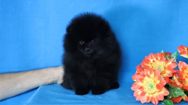 Померанский шпиц, прекрасная девочка черного окраса Кэролайн смотреть онлайн