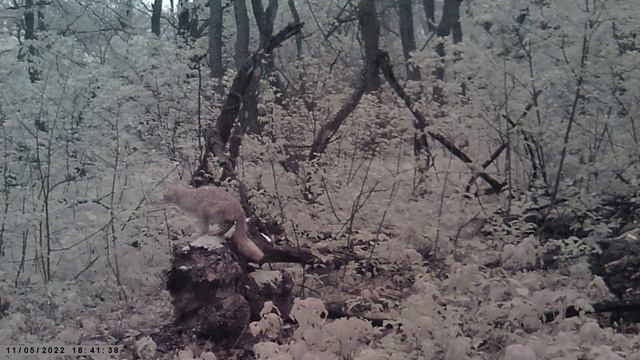 Кто пришел на солонец (TRAIL CAMERA) смотреть онлайн