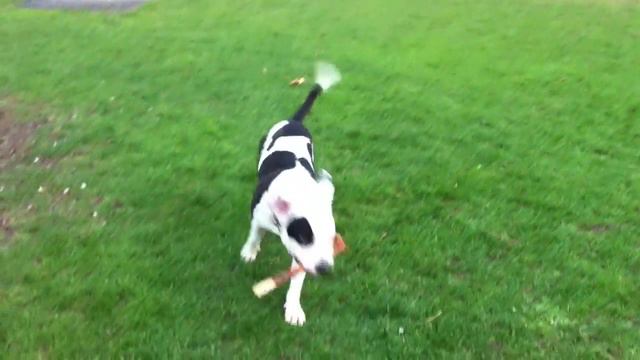 Funny Chihuahua vs pitbull 😂 смотреть онлайн