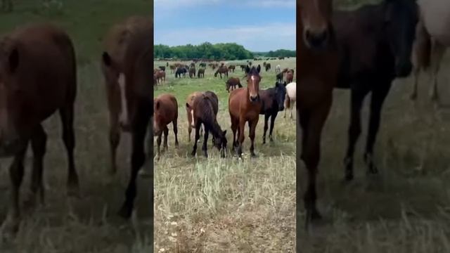 Башкирские лошади.Башкортостан, деревня Кадыргулово Давлекановского района.