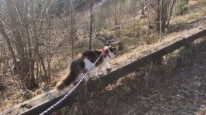 Самые большие домашние кошки в мире