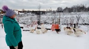 Как отличить гусака от гусыни. Зимнее содержание гусей,