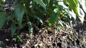 В СРОЧНОМ ПОРЯДКЕ ОБРАБОТКА ФЛОКСОВ ОТ БОЛЕЗНЕЙ.