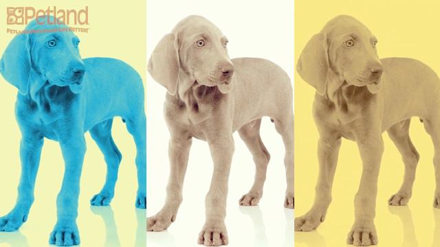 Everything you need to know about Weimaraner puppies! (2019) смотреть онлайн