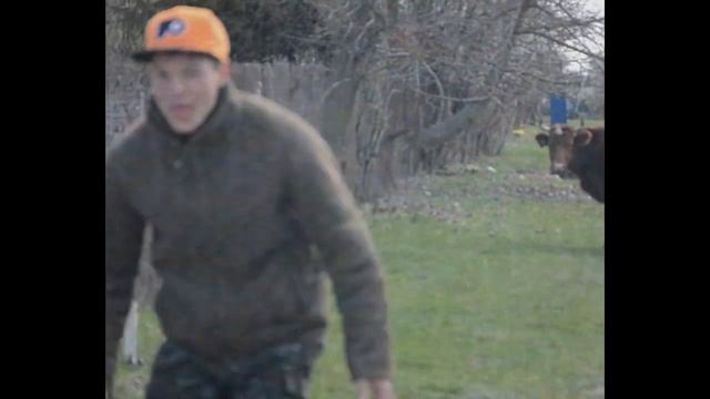 КУБАНСКИЙ ВОЛК НАПУГАЛ БЫКА смотреть онлайн