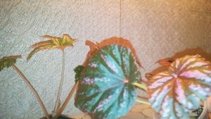 Бегонии Грифон и Малайзия.