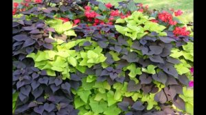 Шикарные ампельные растения для сада и балкона. Висячие сады. Идеи для  красивых композиций в кашпо.