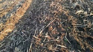 Технология выращивания кукурузы на зерно.