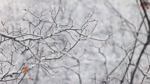 Красивая Мелодия До Слез ❄️ Музыка лечит сердце и сосуды ❄️ Самая красивая мелодия в мире!