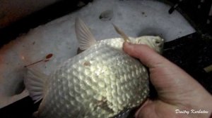 Караси-ЛАПТИ на мормышку! Ночная рыбалка в палатке! Озеро ЧАНЫ! #карась #чаны