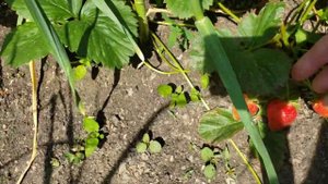 Самые ранние сорта клубники на моем участке