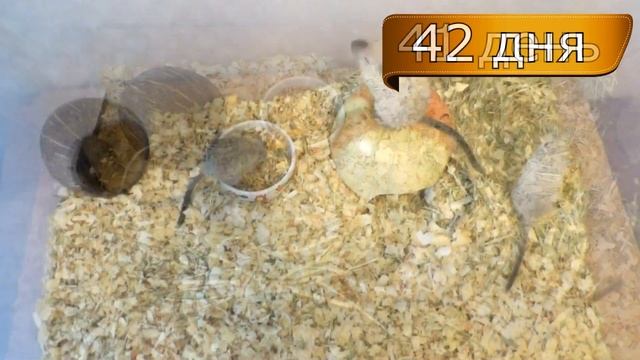 Песчанки 36-42 дней. Как определить пол песчанки