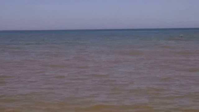 Дельфины в Азовском море смотреть онлайн