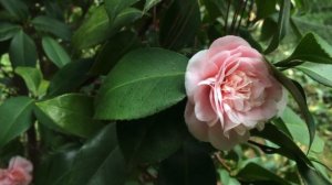 Camellias in Opatija's Angiolini Park - February 2016