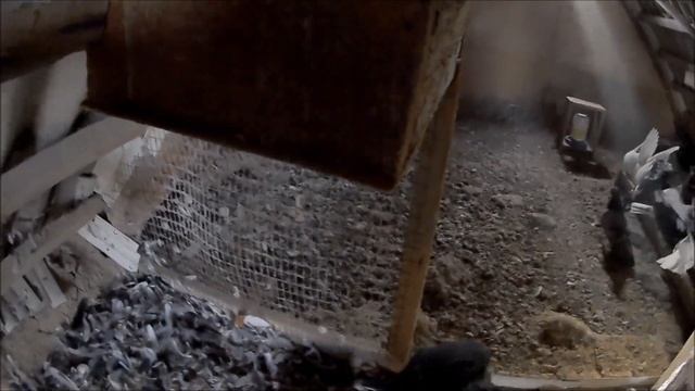 Подготовка к вылету Николаевские голуби Романа Титенко.Переселение голубей с одной половины в другу смотреть онлайн