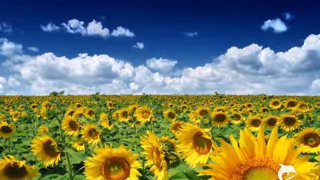 Лидия Готфрид - Sonnenblumen - Lidia Gottfried смотреть онлайн