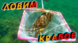 Ловим крабов сачком в море...