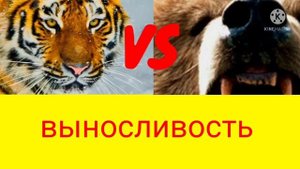 гризли против амурский тигр кто силнее