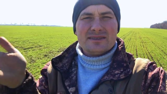 Озимка - КАС или Селитра? Фунгицид осенью - да или нет ? Опытный участок 20 дней спустя ... смотреть онлайн