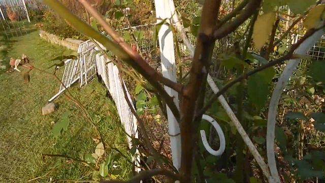 Обрезка розы Generous Gardener на арке.Последние цветы остинок.