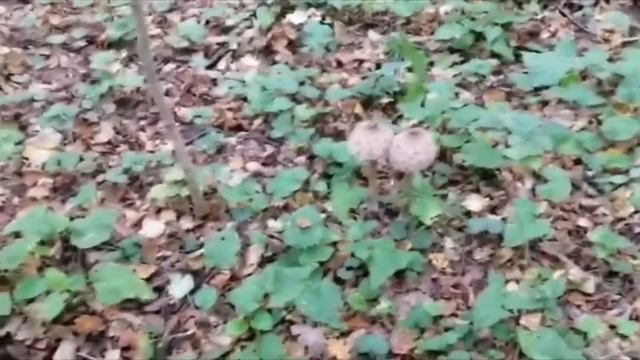 Такого вы ещё не видели! Редкие грибы Подмосковья! Коралловидный ежовик, гриб-зонтик.