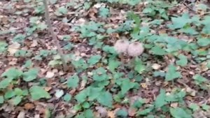 Такого вы ещё не видели! Редкие грибы Подмосковья! Коралловидный ежовик, гриб-зонтик.