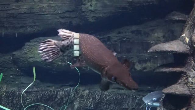 Обитатели морей рек озер Inhabitants of seas rivers lakes