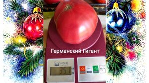 Видео Каталог сортов томатов сезона 2023, Часть 2