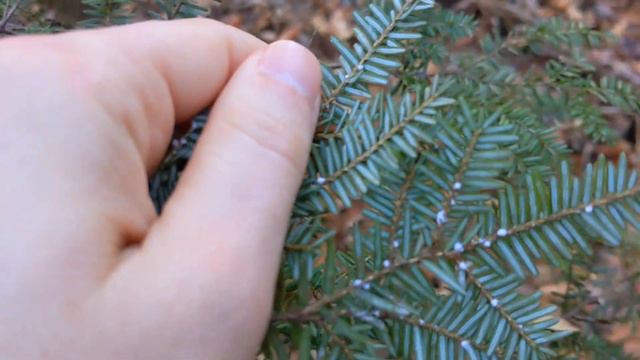 Appalachian Evergreens смотреть онлайн