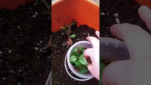 Фуксии укоренились в вермикулите)