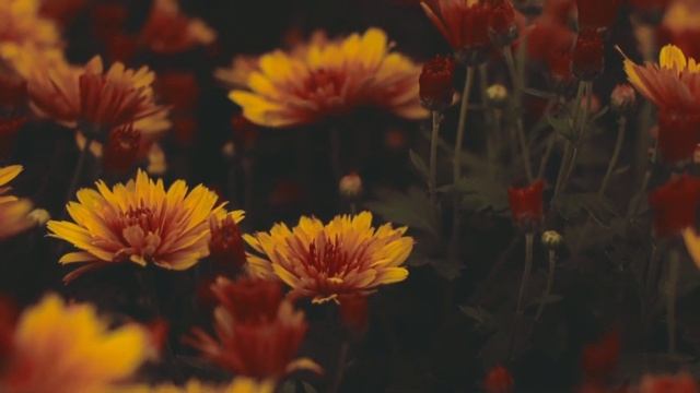 Свекровь "торгашка" вытащила меня из нищеты. смотреть онлайн