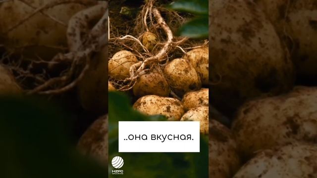 Сильвана выдерживает жару! #картофель #shorts #potato