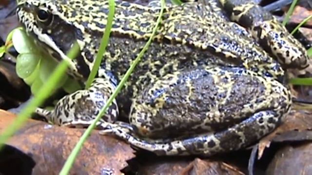 И снова в лес за грибочками смотреть онлайн